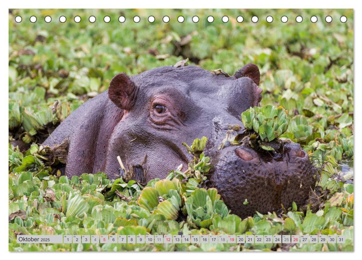 Bild: 9783435735365 | Emotionale Momente. Happy Hippo / CH-Version (Tischkalender 2025...