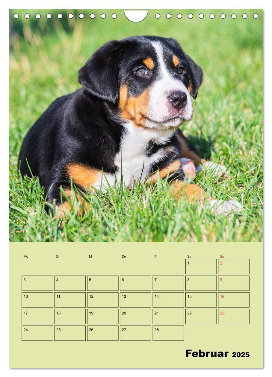 Bild: 9783435960323 | Familienplaner Großer Schweizer Sennenhund (Wandkalender 2025 DIN...