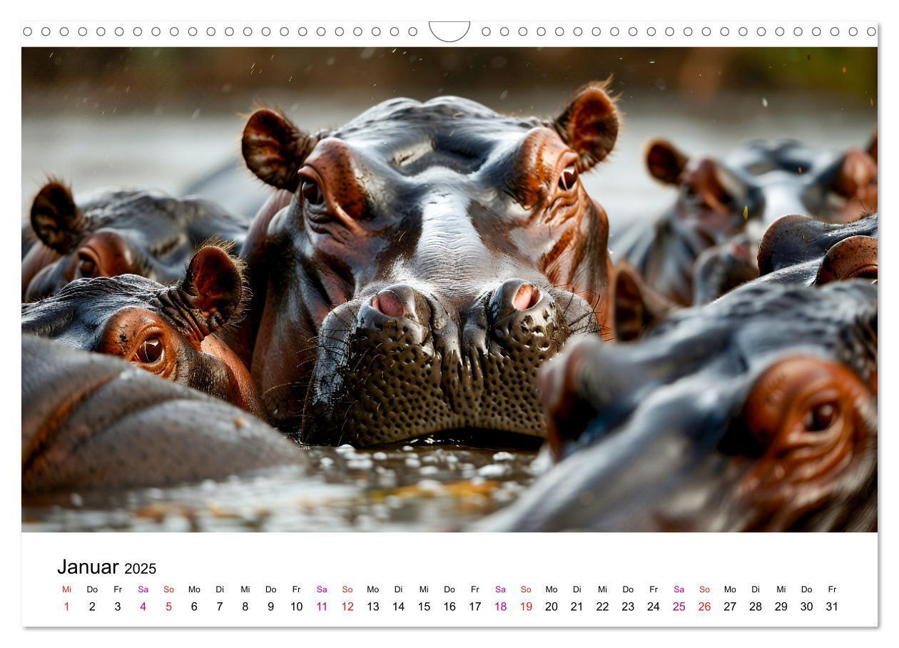 Bild: 9783457171899 | Flusspferde - Hippopotamus amphibius (Wandkalender 2025 DIN A3...