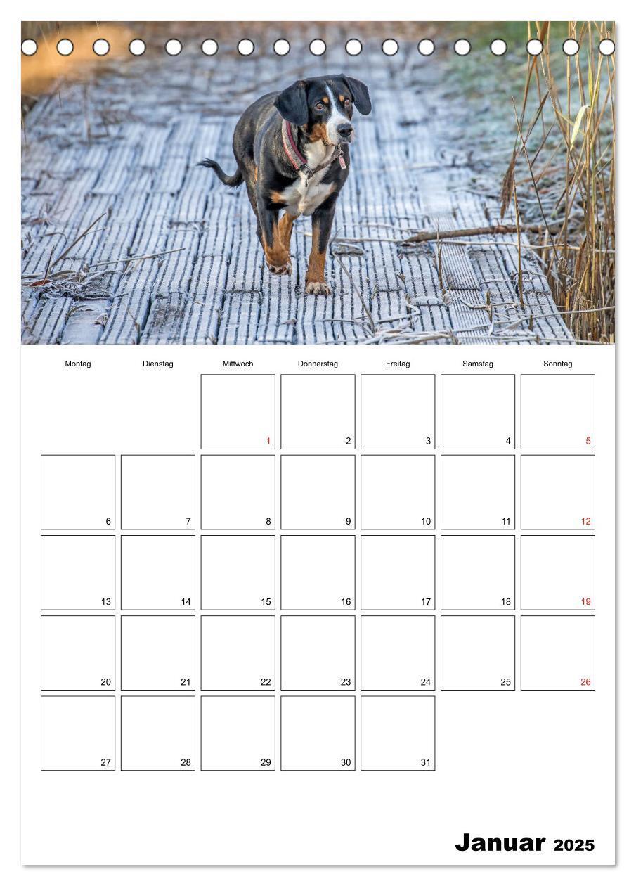 Bild: 9783457025314 | Entlebucher Sennenhunde begleiten Sie durch das Jahr (Tischkalender...