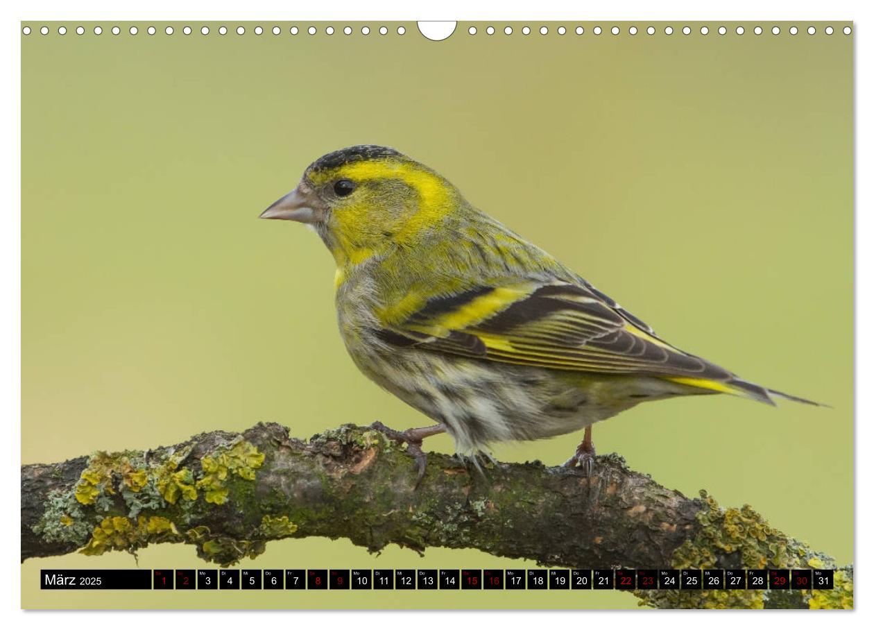 Bild: 9783435381128 | Vögel aus dem Garten (Wandkalender 2025 DIN A3 quer), CALVENDO...