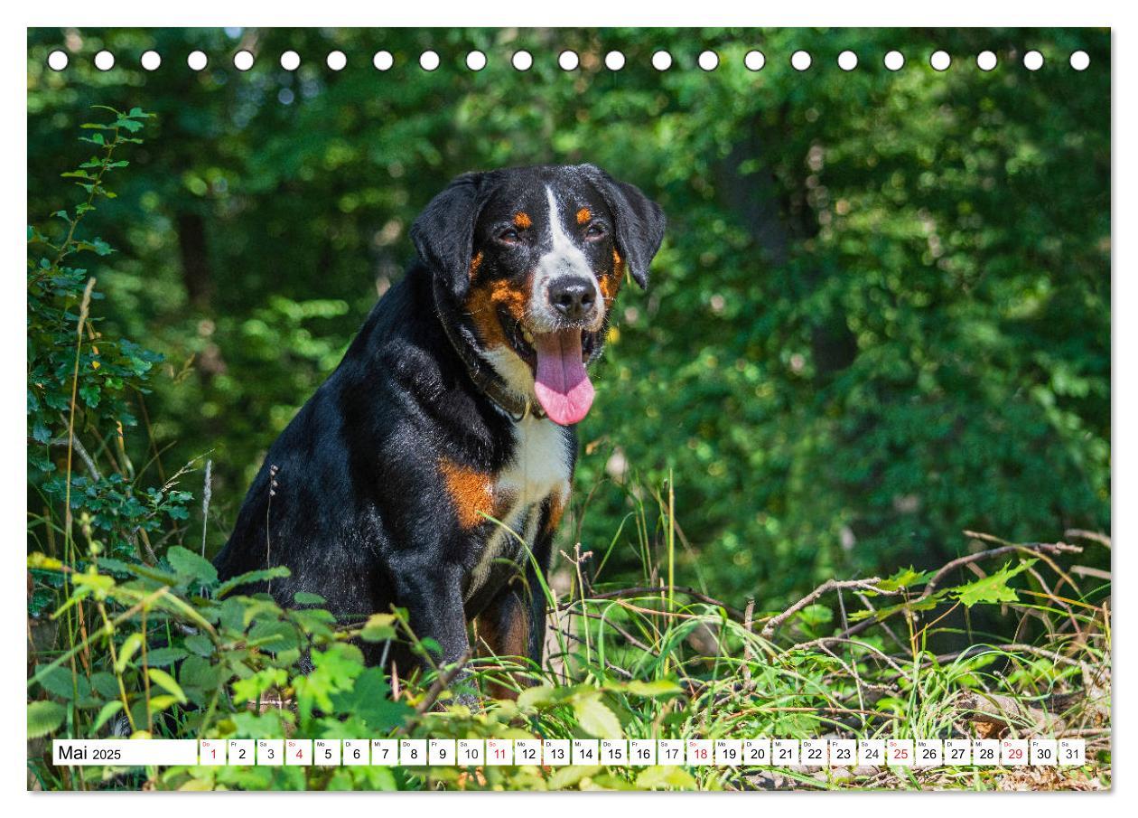 Bild: 9783435112043 | Appenzeller Sennenhund - Ein Schweizer auf 4 Pfoten (Tischkalender...