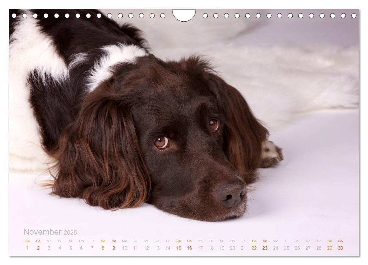 Bild: 9783435416066 | Faszination Jagdhund - Kleiner Münsterländer (Wandkalender 2025 DIN...