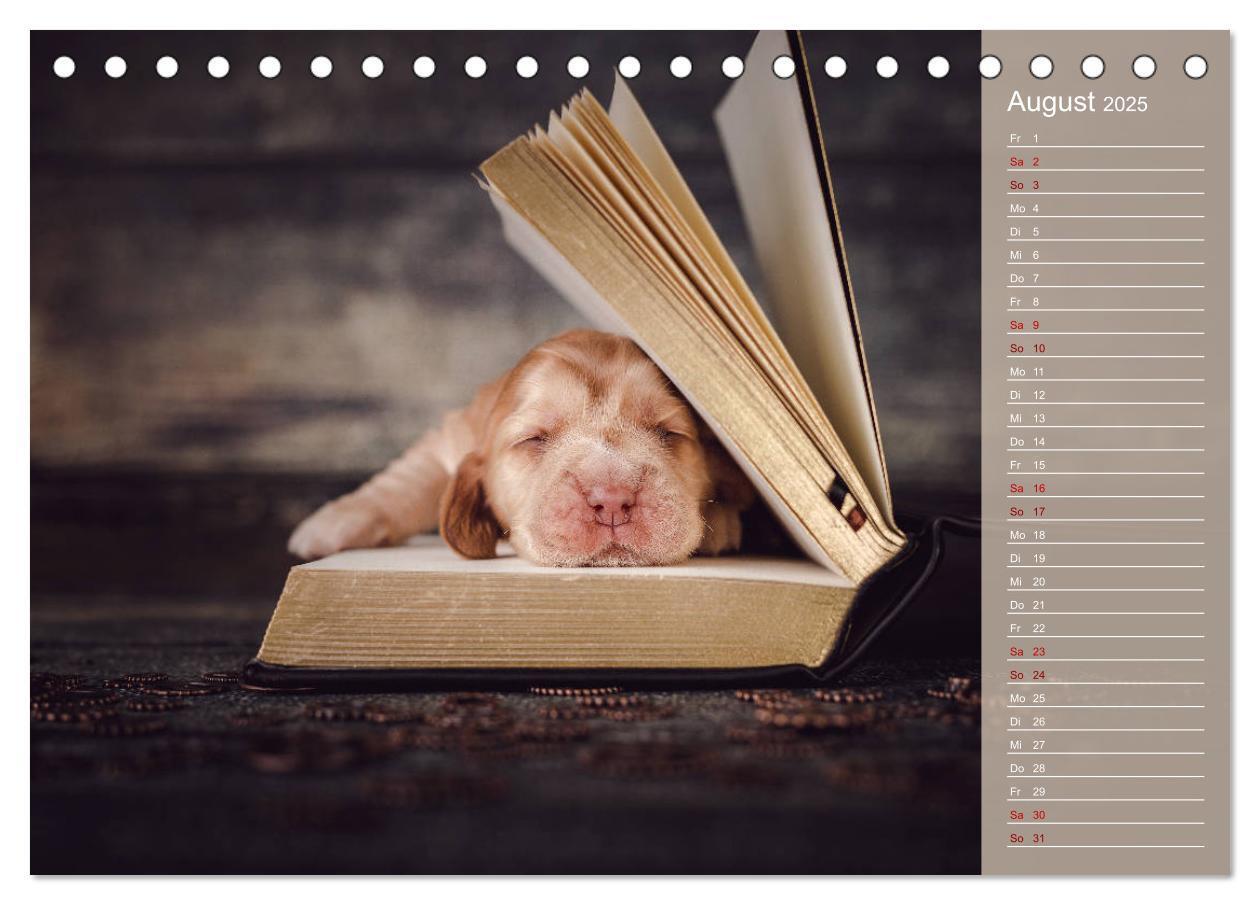 Bild: 9783435328925 | Englische Cocker Spaniel Welpen (Tischkalender 2025 DIN A5 quer),...