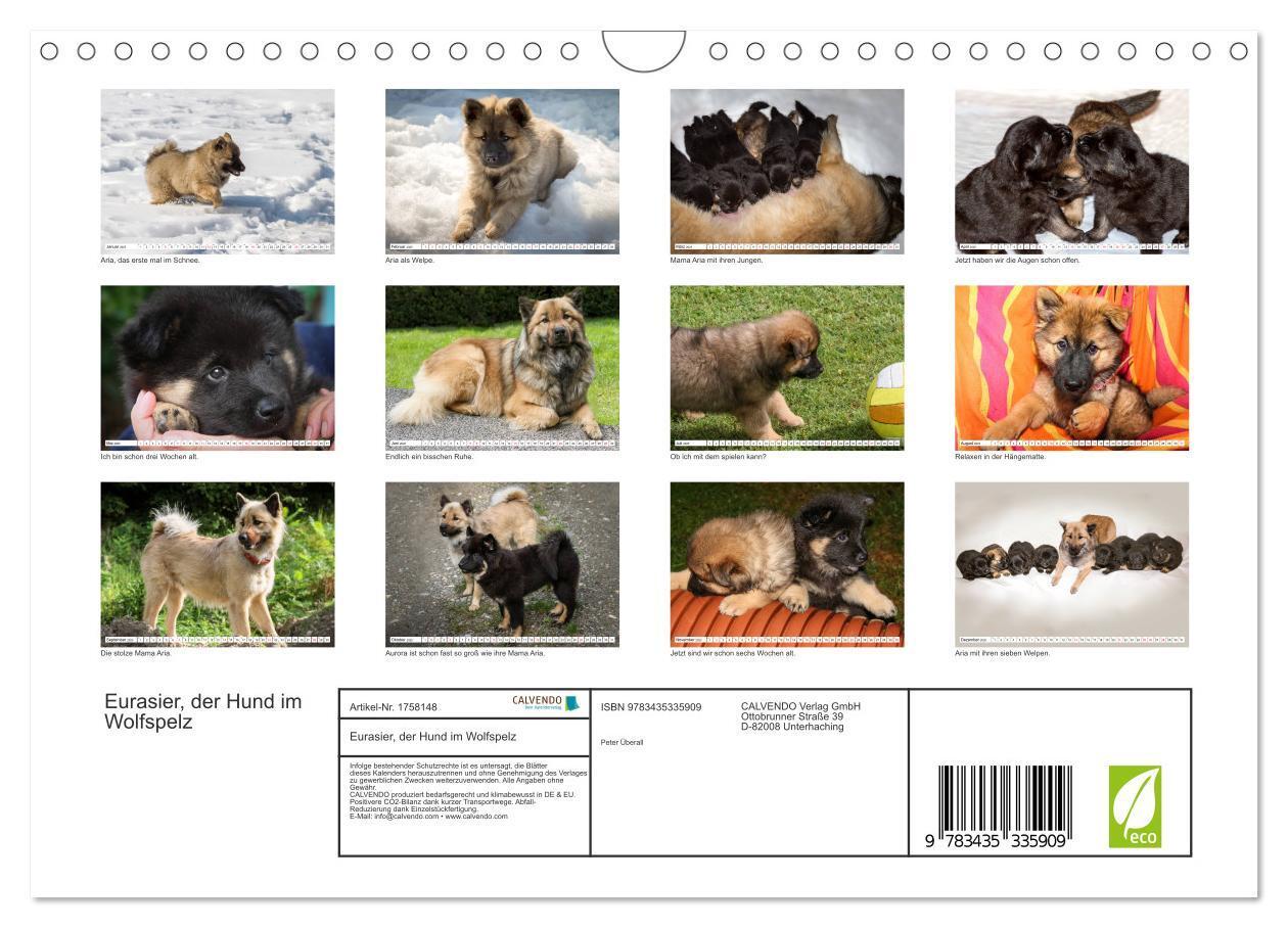 Bild: 9783435335909 | Eurasier, der Hund im Wolfspelz (Wandkalender 2025 DIN A4 quer),...