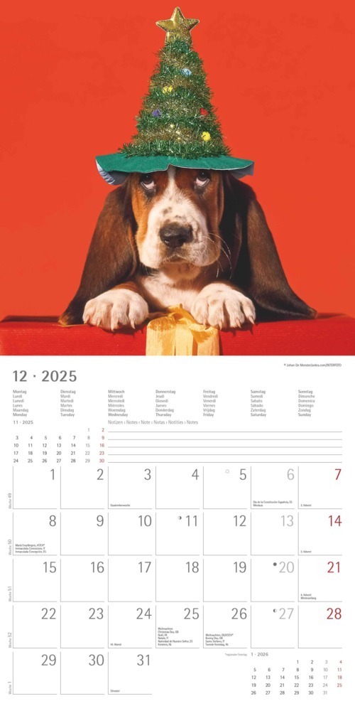 Bild: 4251732340810 | Alpha Edition - Funny Dogs 2025 Broschürenkalender, 30x30cm,...