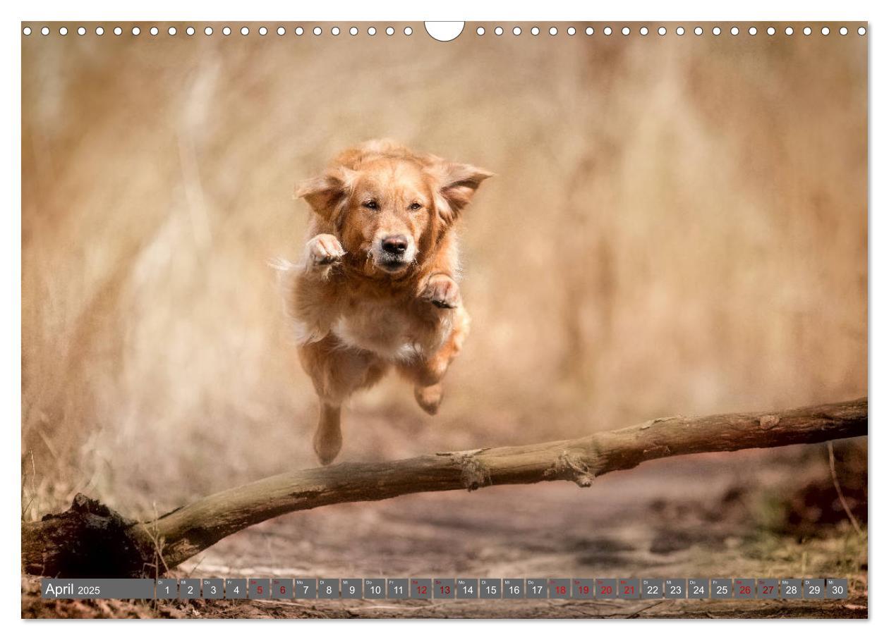 Bild: 9783435178087 | Golden Retriever Hailey Fotokalender (Wandkalender 2025 DIN A3...