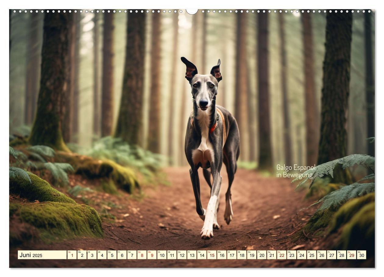 Bild: 9783457162163 | Windhunde im Portrait (Wandkalender 2025 DIN A2 quer), CALVENDO...