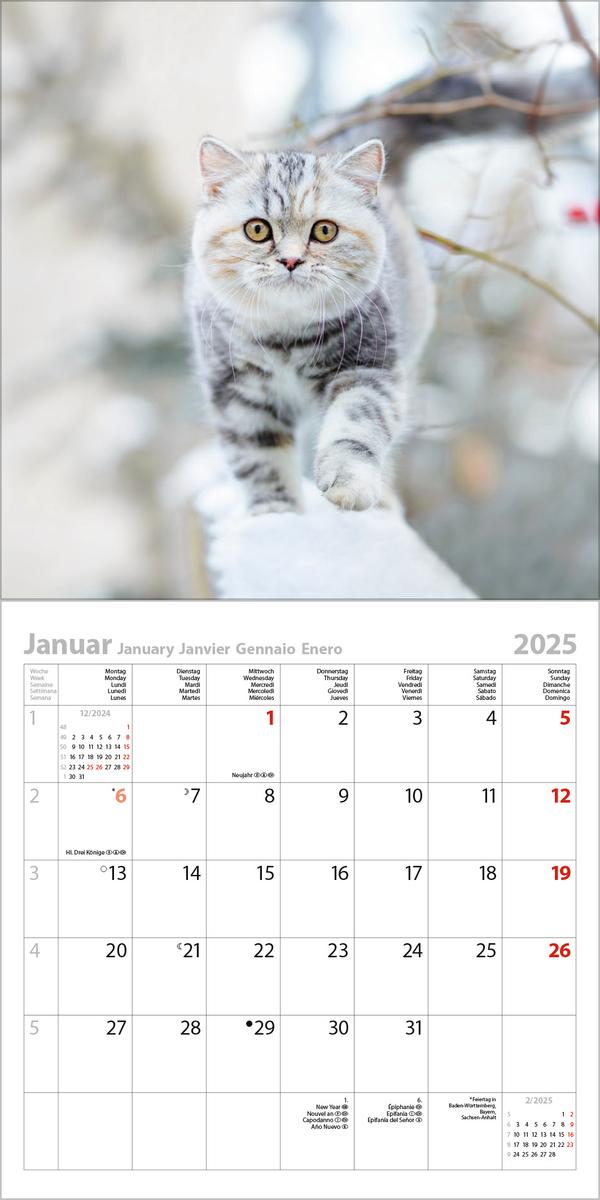 Bild: 9783731876373 | Cats 2025 | Verlag Korsch | Kalender | 13 S. | Deutsch | 2025