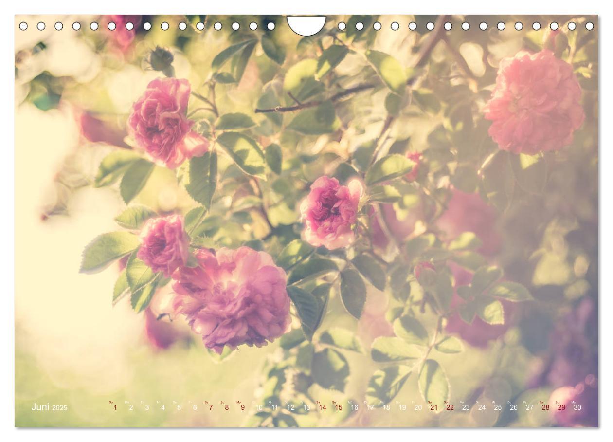 Bild: 9783435391325 | Die Welt der Alten Rosen (Wandkalender 2025 DIN A4 quer), CALVENDO...