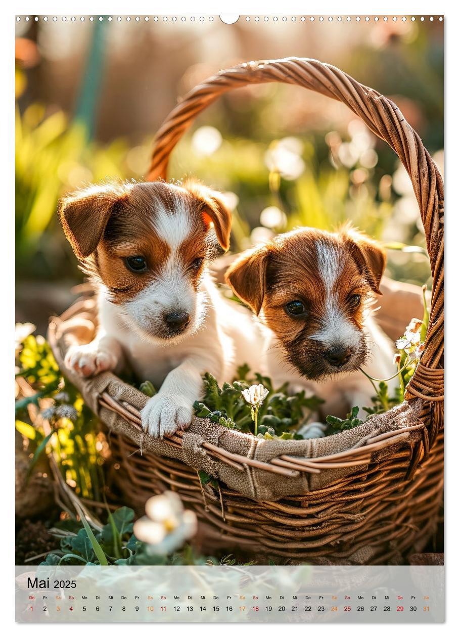 Bild: 9783383778827 | Jack Russel Terrier - furchtlos und viel Selbstvertrauen...