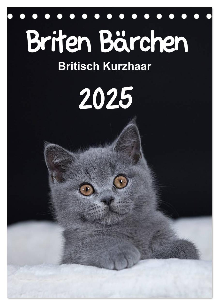 Cover: 9783457038659 | Briten Bärchen ¿ Britisch Kurzhaar 2025 (Tischkalender 2025 DIN A5...