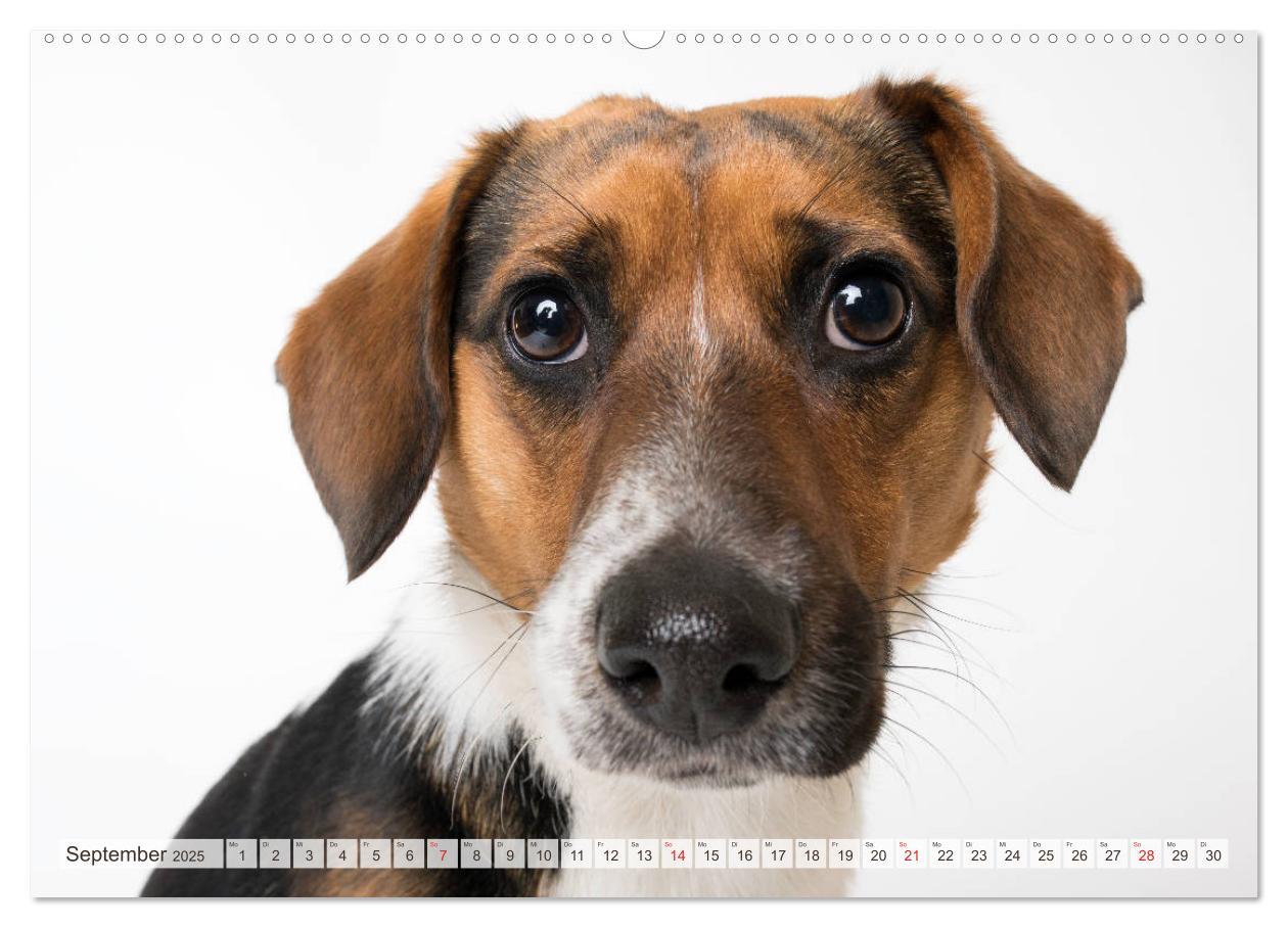 Bild: 9783435254255 | Kleine Hunde - Große Blicke (Wandkalender 2025 DIN A2 quer),...