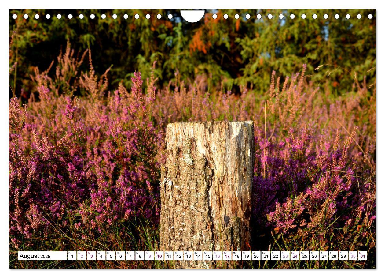 Bild: 9783435070862 | Heidelandschaft im Farbenspiel der Natur (Wandkalender 2025 DIN A4...