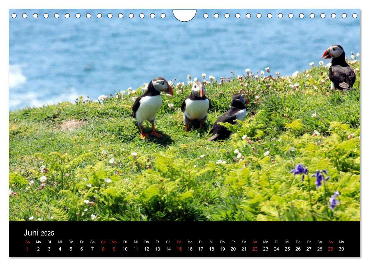 Bild: 9783435808038 | Puffins, Papageitauchern ganz nah (Wandkalender 2025 DIN A4 quer),...