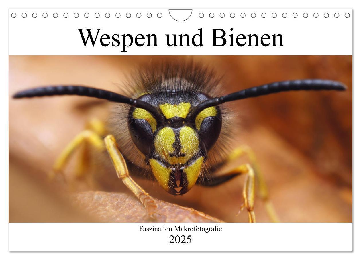 Cover: 9783435340965 | Faszination Makrofotografie: Wespen und Bienen (Wandkalender 2025...