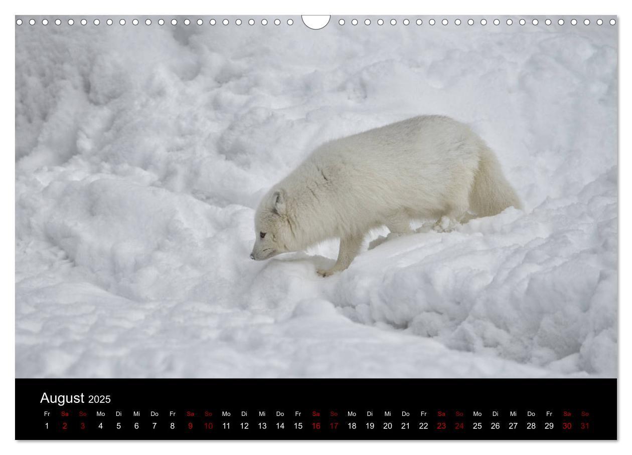 Bild: 9783435440788 | Polarfuchsstudien Wildlife (Wandkalender 2025 DIN A3 quer),...