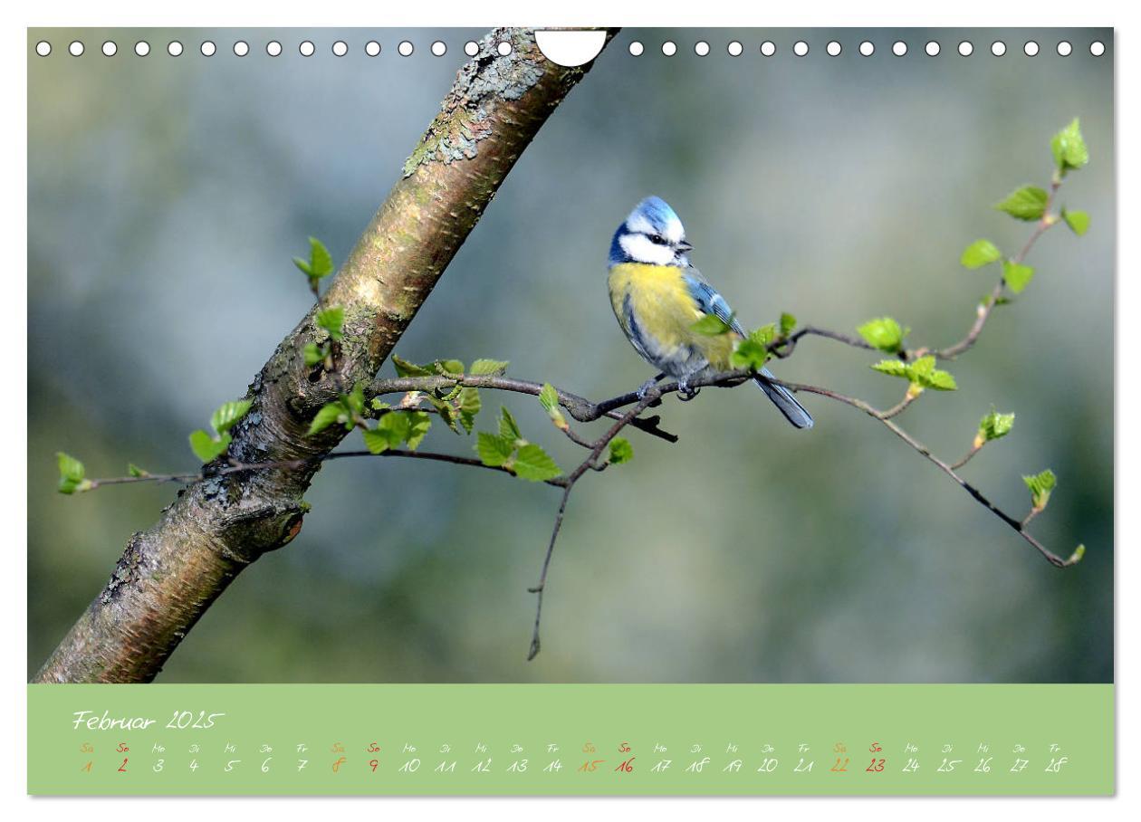 Bild: 9783435260041 | Die Blaumeise, Gast in unserem Garten (Wandkalender 2025 DIN A4...