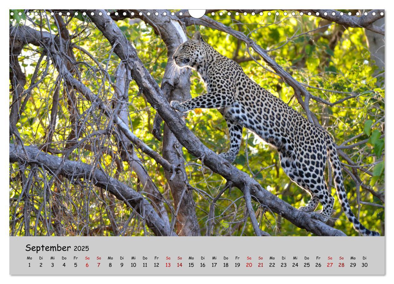 Bild: 9783435365753 | Leoparden - groß und klein (Wandkalender 2025 DIN A3 quer),...