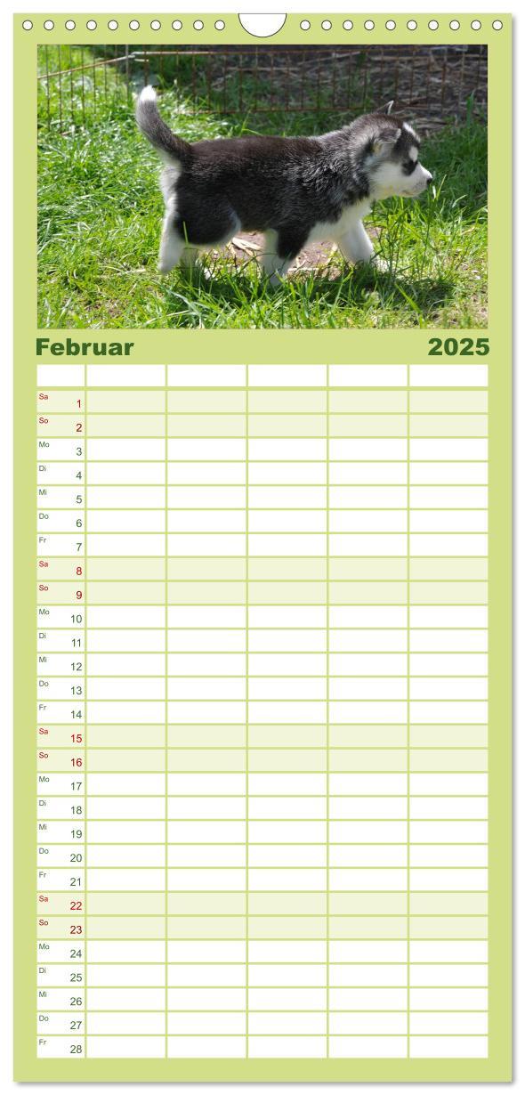 Bild: 9783457109922 | Familienplaner 2025 - Husky Welpen mit 5 Spalten (Wandkalender, 21...