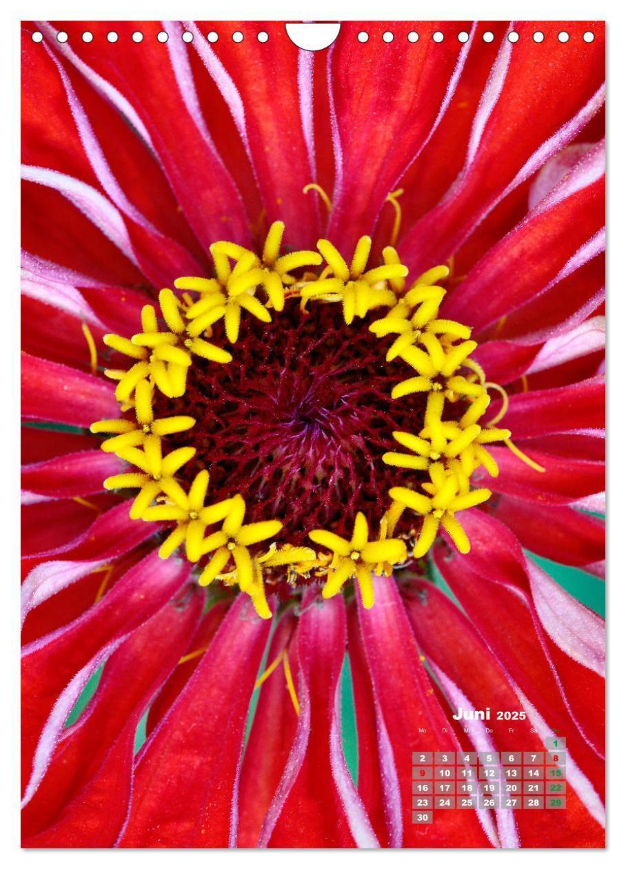 Bild: 9783435981908 | Zinnien im Garten (Wandkalender 2025 DIN A4 hoch), CALVENDO...