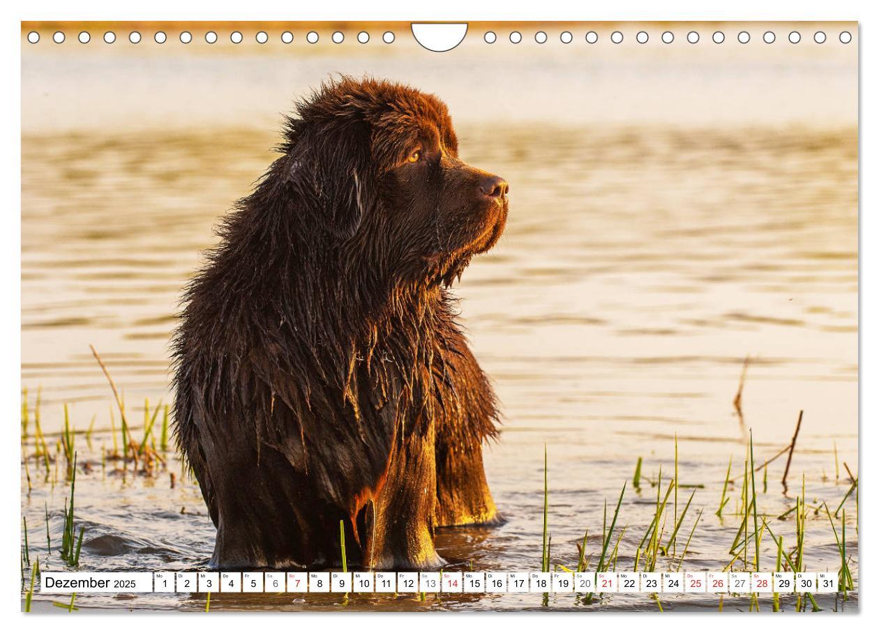 Bild: 9783435311286 | Neufundländer - Ein bärenstarker Freund (Wandkalender 2025 DIN A4...