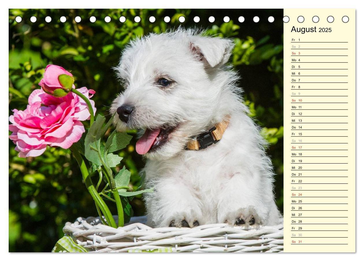 Bild: 9783435459643 | Kobold auf 4 Pfoten - West Highland White Terrier (Tischkalender...