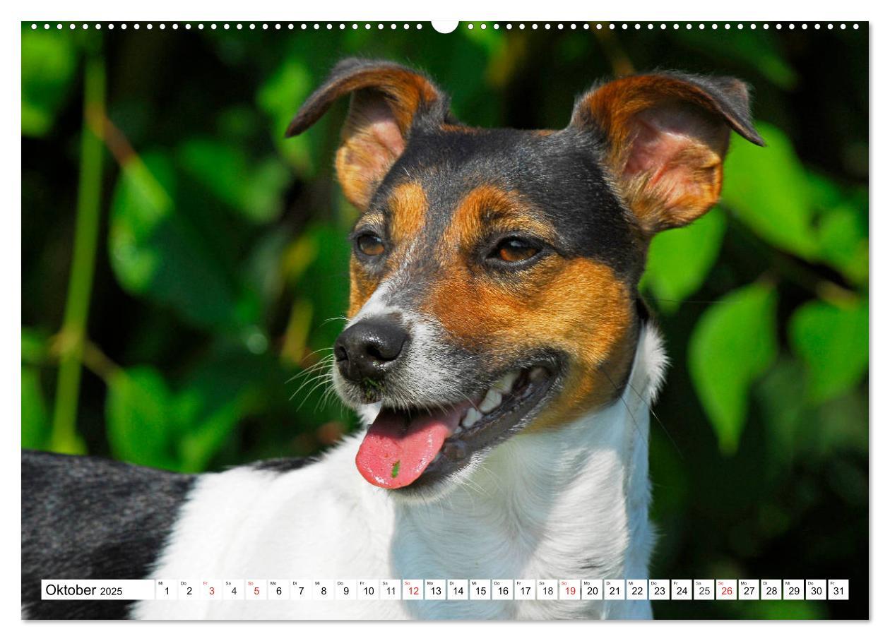 Bild: 9783435250028 | 100000 Volt auf vier Pfoten - Jack und Parson Russell Terrier...