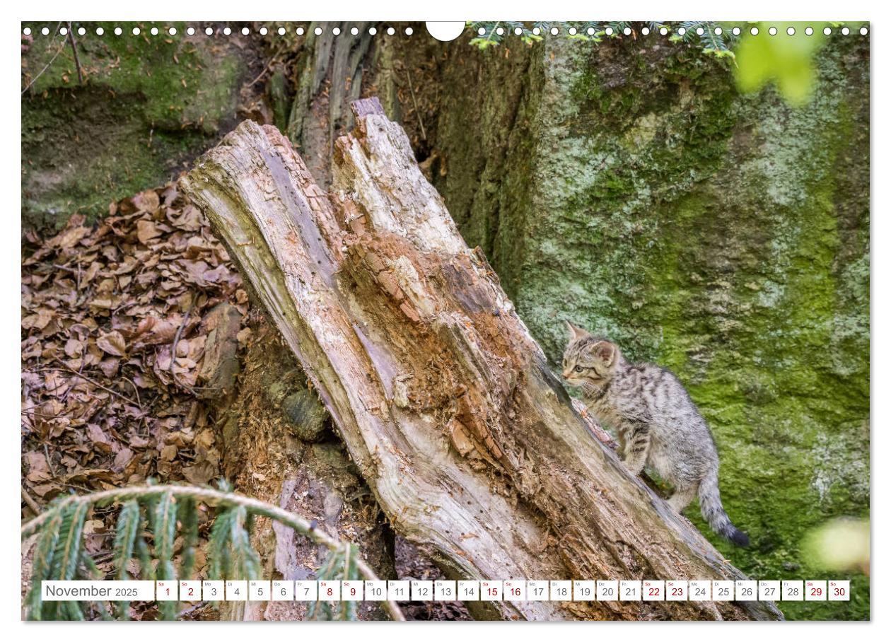 Bild: 9783435231089 | Wildkatzenbabys - wild und zuckersüß. (Wandkalender 2025 DIN A3...