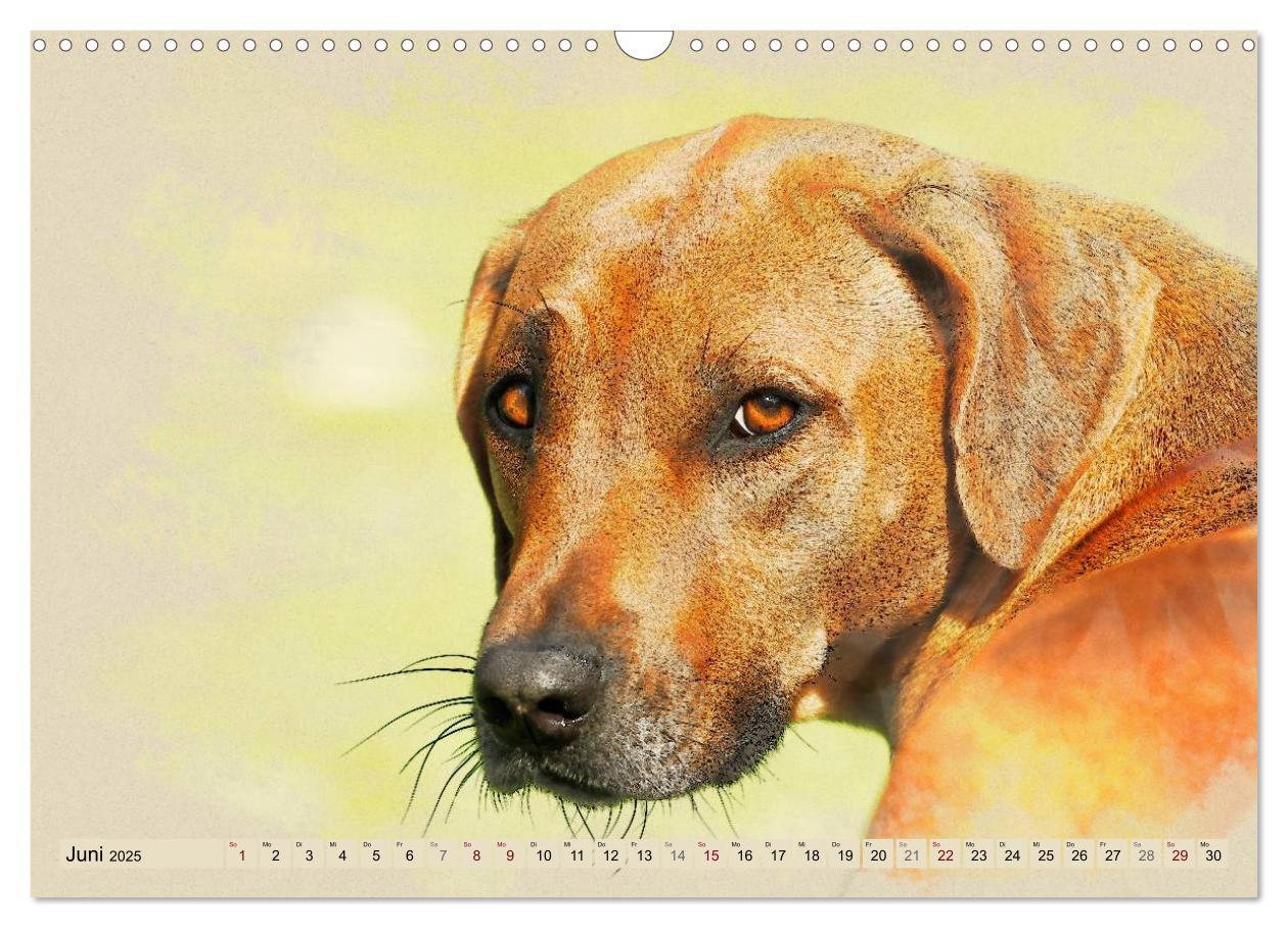 Bild: 9783435705191 | Rhodesian Ridgeback 2025 (Wandkalender 2025 DIN A3 quer), CALVENDO...