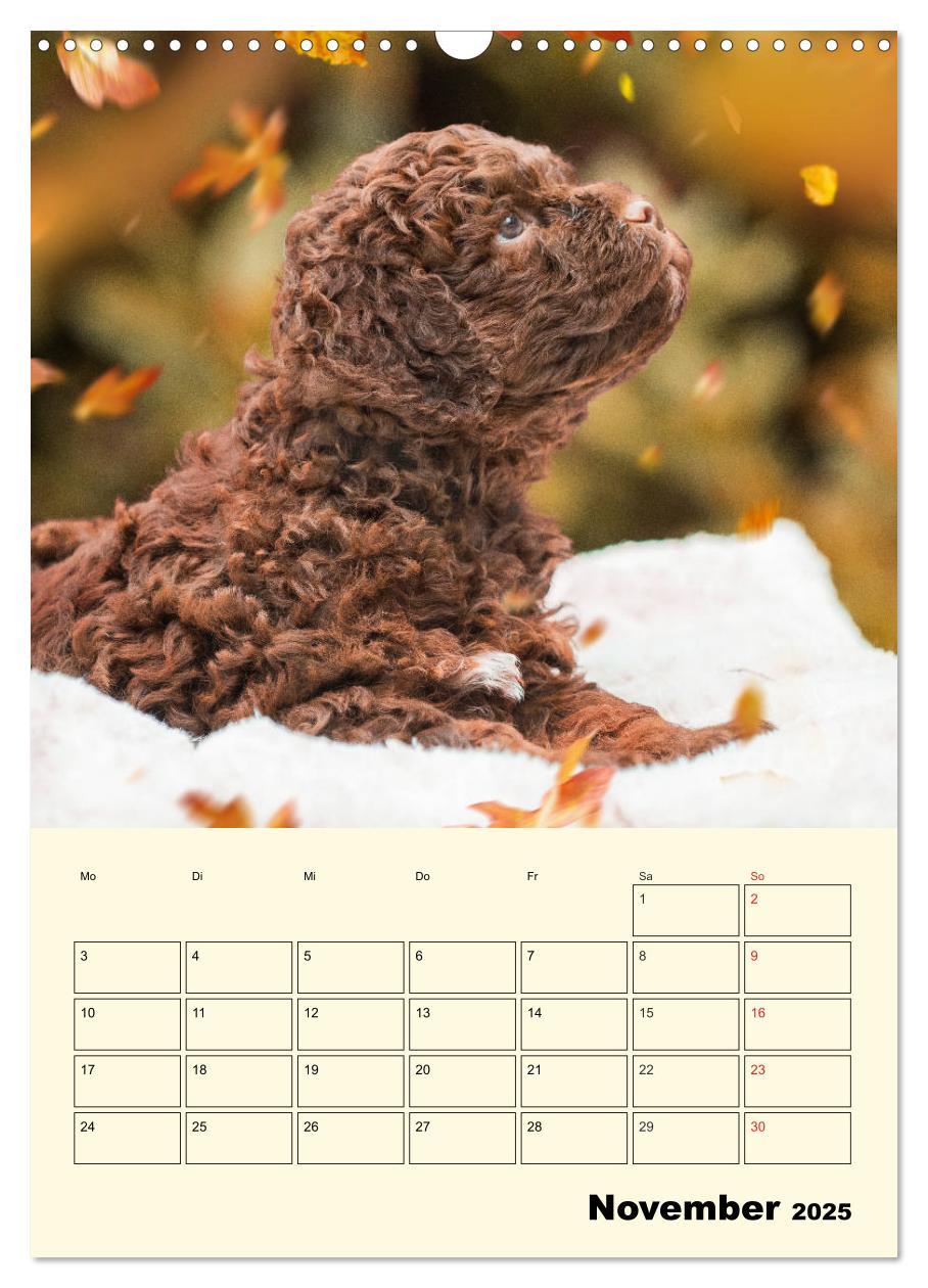 Bild: 9783435952236 | Jahresplaner Lagotto Romagnolo Welpen (Wandkalender 2025 DIN A3...