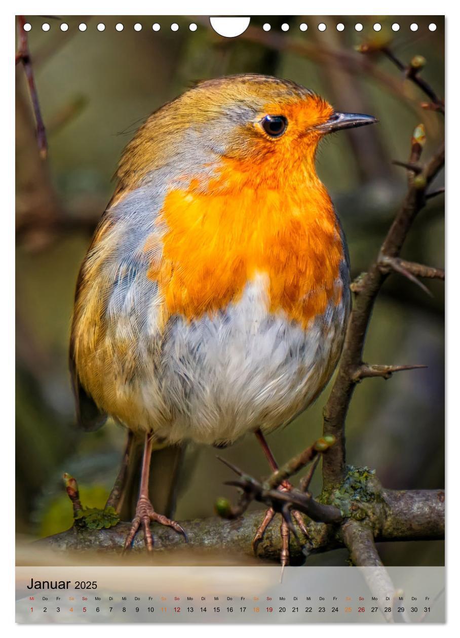 Bild: 9783435931316 | Vögel - gefiederte Freunde in unserer Natur (Wandkalender 2025 DIN...