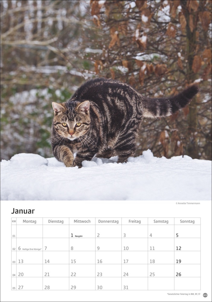 Bild: 9783756405589 | Katzen Kalender 2025 | Kalender | Spiralbindung | 13 S. | Deutsch