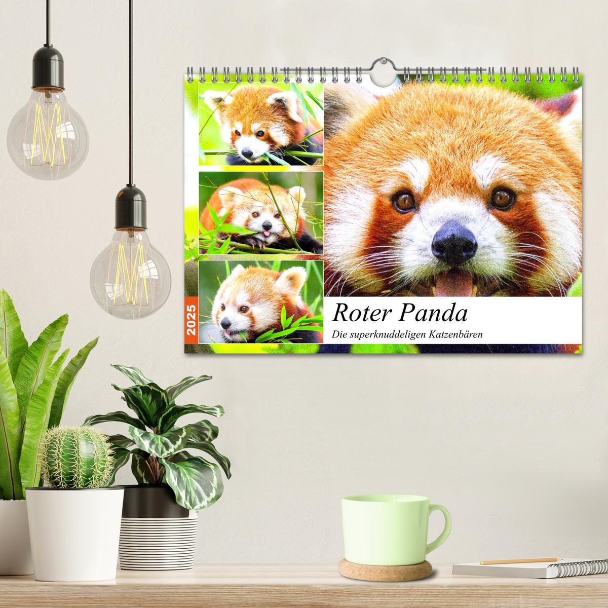 Bild: 9783435178766 | Roter Panda. Die superknuddeligen Katzenbären (Wandkalender 2025...