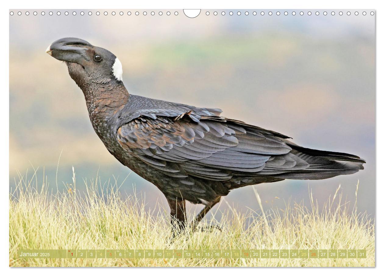 Bild: 9783383776632 | Rabenvögel: Schwarz, schlau, schön (Wandkalender 2025 DIN A3 quer),...