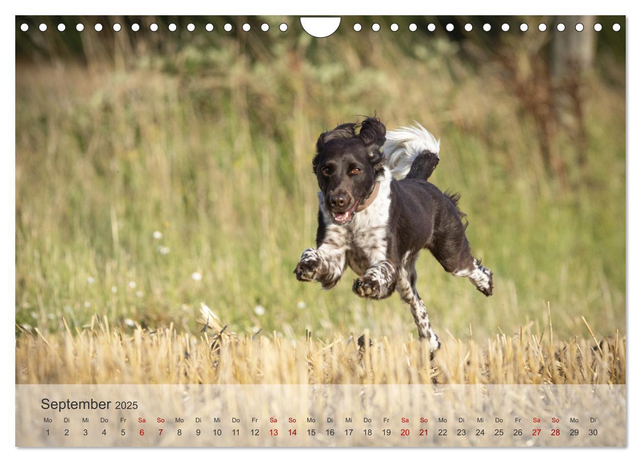 Bild: 9783457145685 | Der kleine Münsterländer (Wandkalender 2025 DIN A4 quer), CALVENDO...