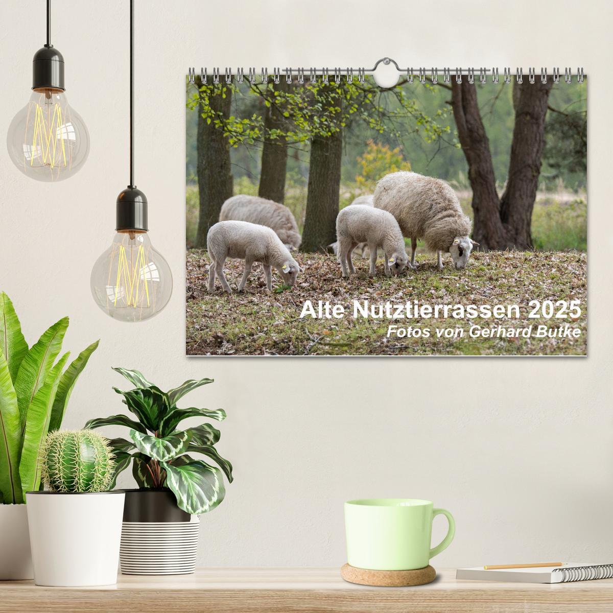 Bild: 9783435354375 | Alte Nutztierrassen 2025 (Wandkalender 2025 DIN A4 quer), CALVENDO...