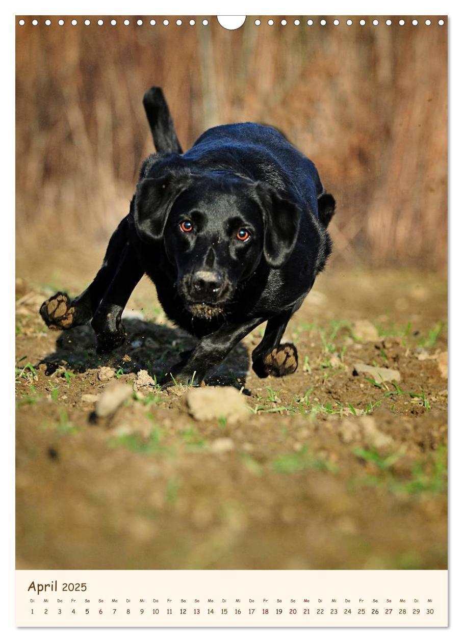 Bild: 9783457064870 | Labrador Retriever (Wandkalender 2025 DIN A3 hoch), CALVENDO...