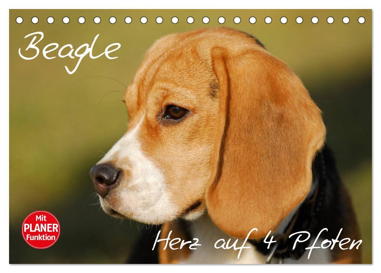 Cover: 9783435540396 | Beagle - Herz auf 4 Pfoten (Tischkalender 2025 DIN A5 quer),...