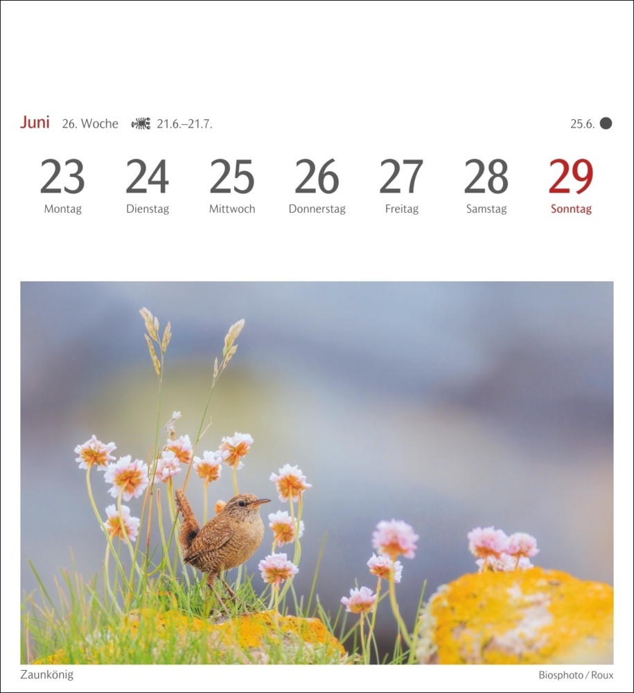 Bild: 9783840034213 | Heimische Vögel Postkartenkalender 2025 - Wochenkalender mit 53...