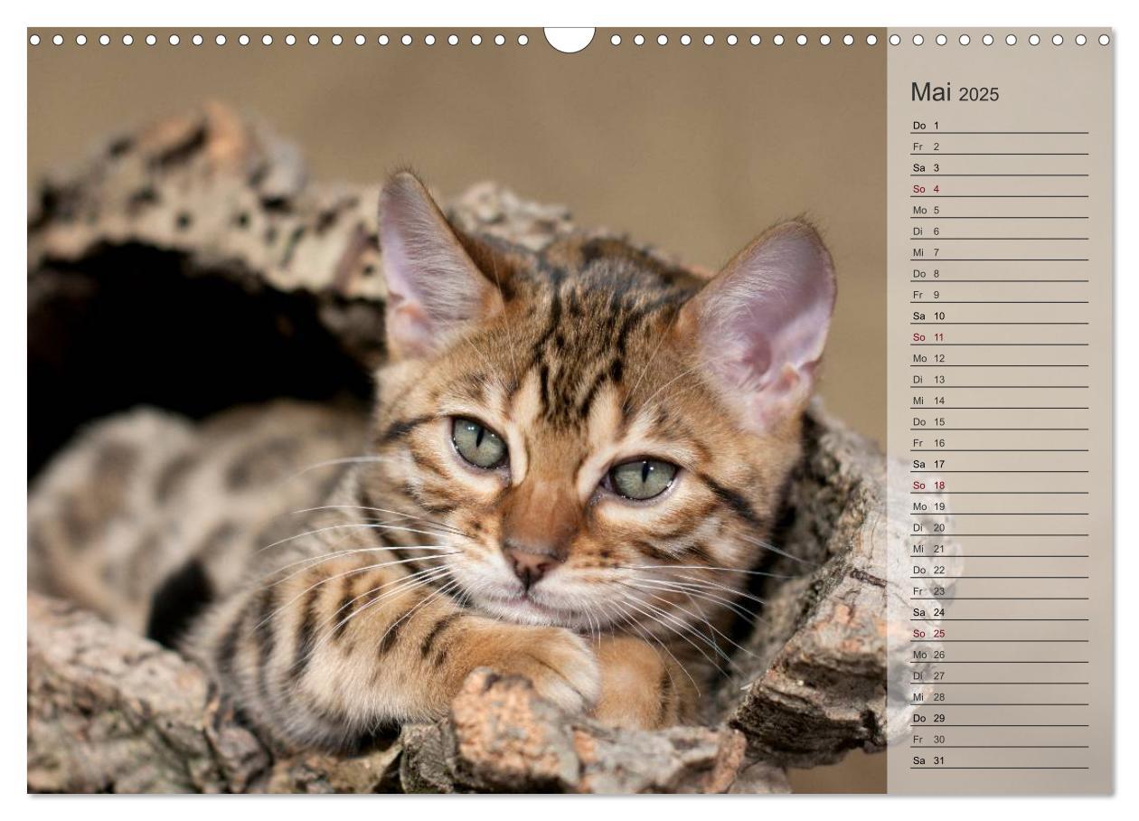 Bild: 9783435593071 | Die Bengalkatze. Edition Jungtiere (Wandkalender 2025 DIN A3 quer),...