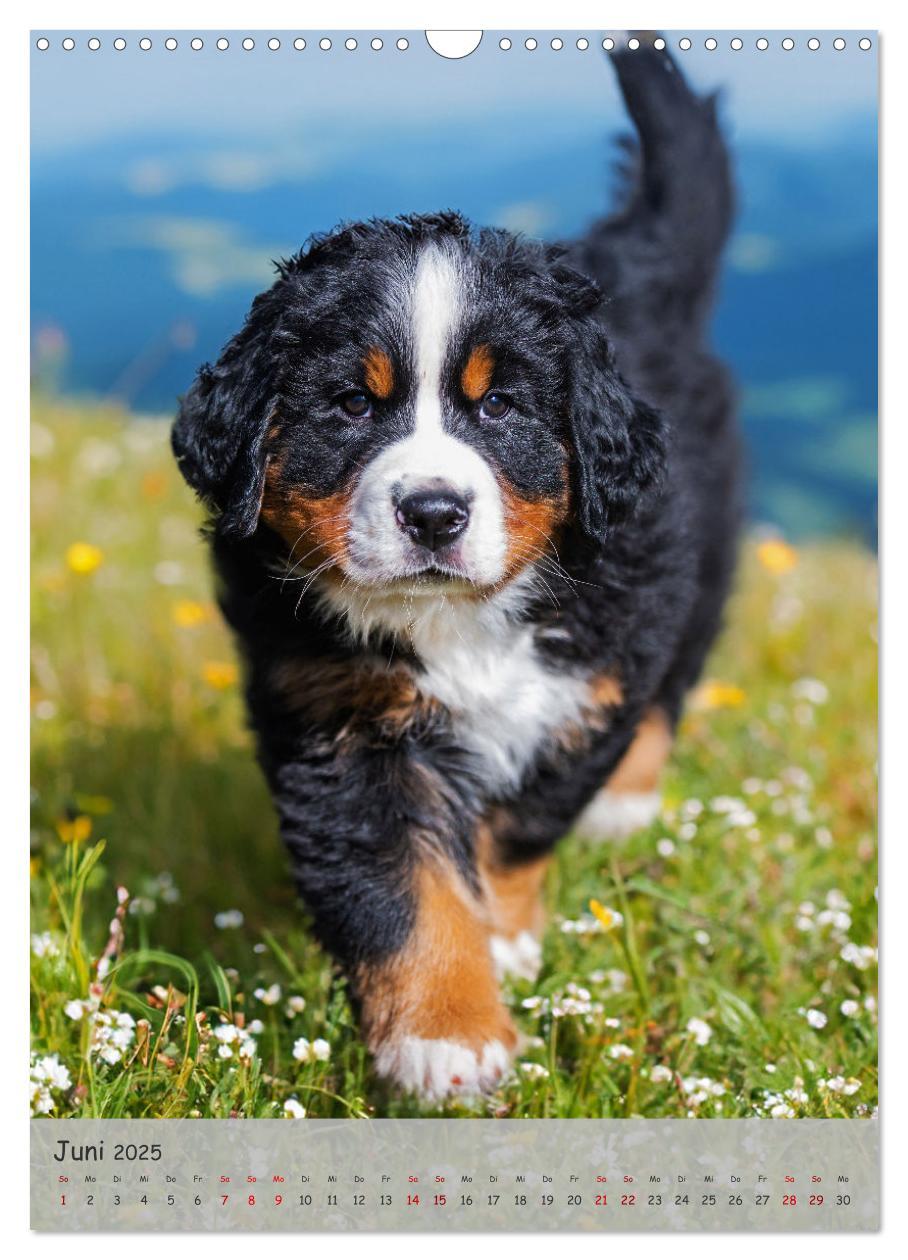 Bild: 9783457159194 | Berner Sennenhund - Ein Hund für alle Fälle (Wandkalender 2025 DIN...