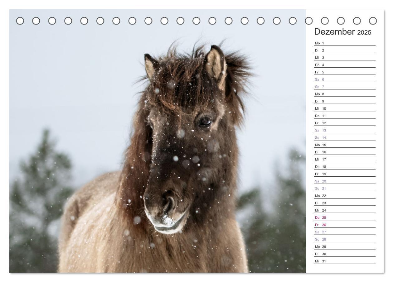 Bild: 9783383886591 | Islandpferde Kalender (Tischkalender 2025 DIN A5 quer), CALVENDO...