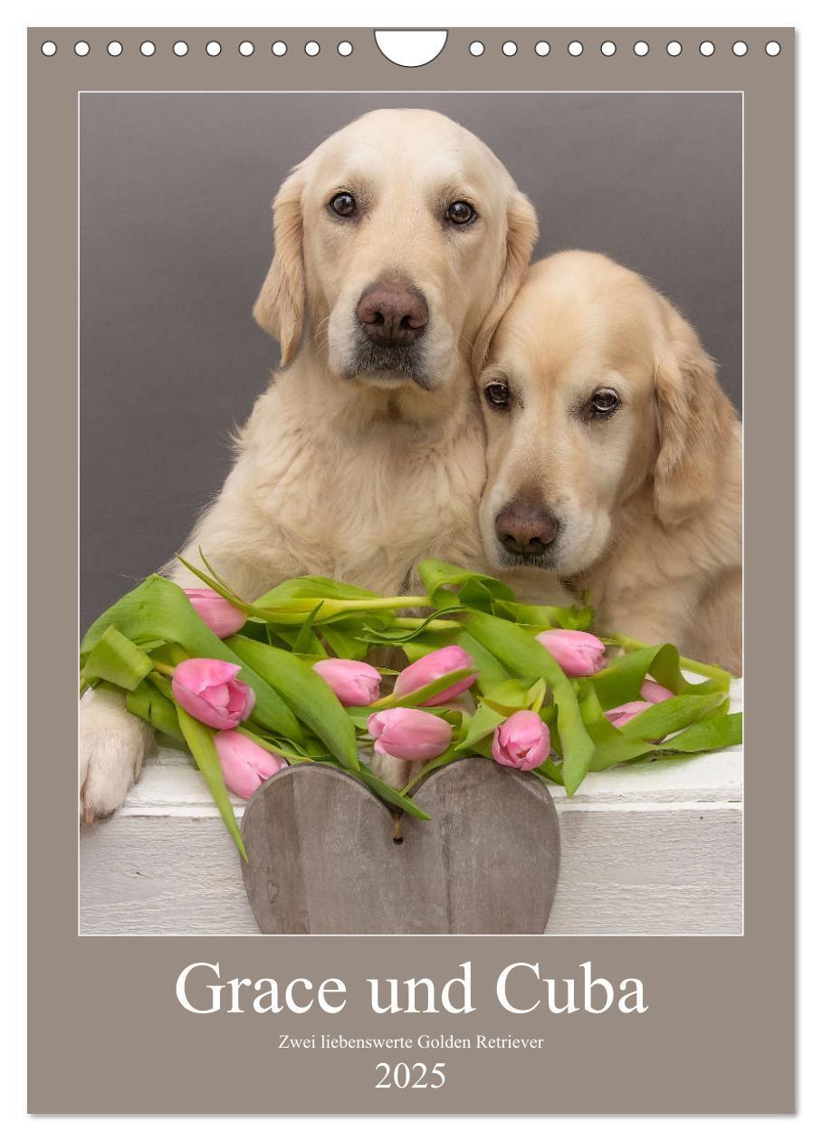 Cover: 9783435948130 | Grace und Cuba - Zwei liebenswerte Golden Retriever (Wandkalender...