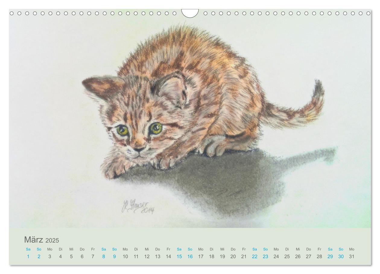 Bild: 9783435097487 | KATZEN PortraiTierART (Wandkalender 2025 DIN A3 quer), CALVENDO...