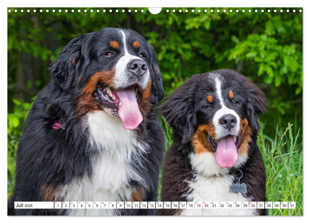 Bild: 9783383924972 | Berner Sennenhund - Eine Liebe für´s Leben (Wandkalender 2025 DIN...