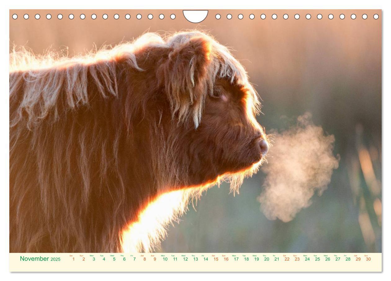 Bild: 9781325956616 | The Hairy Cow Calendar (Wall Calendar 2025 DIN A4 landscape),...