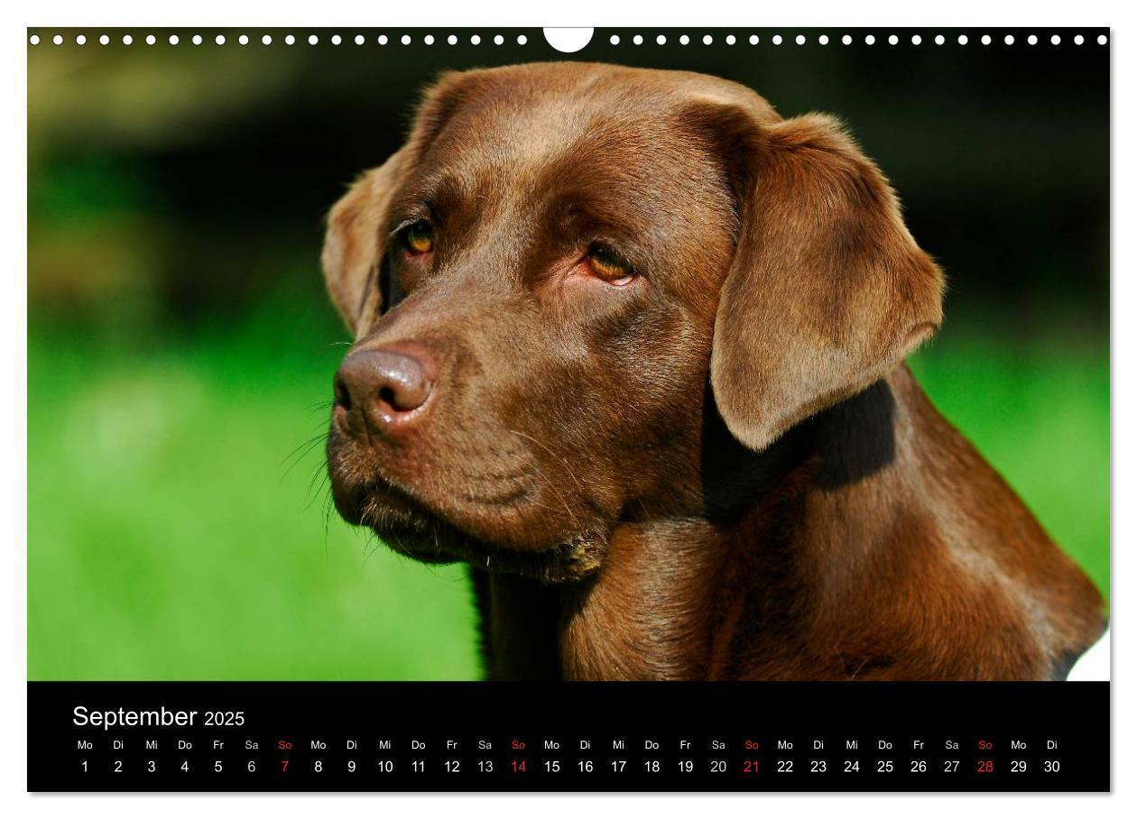 Bild: 9783435761319 | Labrador Retriever 2025 (Wandkalender 2025 DIN A3 quer), CALVENDO...