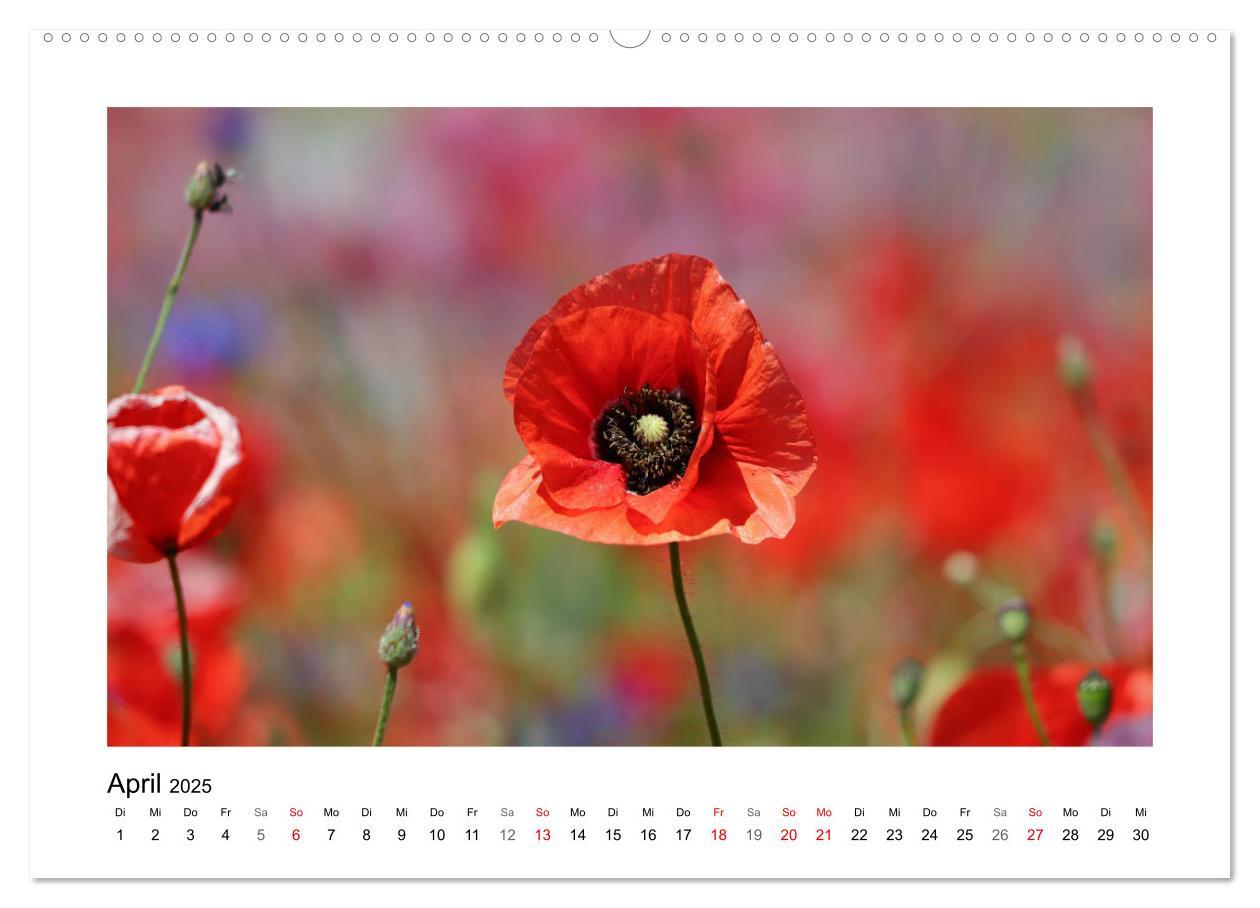 Bild: 9783435135431 | Mohn, zarte Blüten, starke Farben (Wandkalender 2025 DIN A2 quer),...