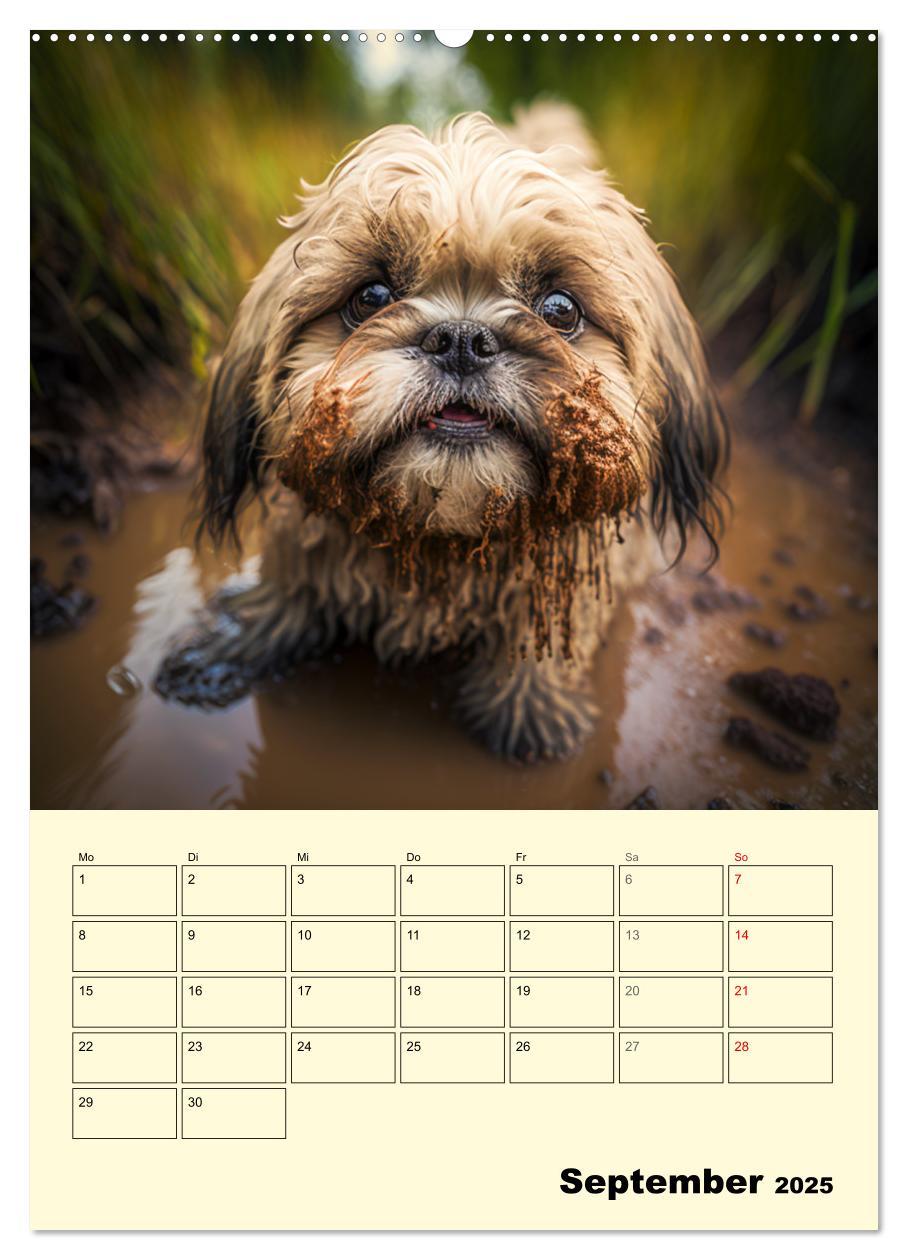 Bild: 9783435874101 | Shih Tzu Alarm. Glückliche Wuschelköpfe (Wandkalender 2025 DIN A2...